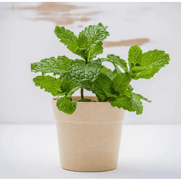 Mint Plant Live for Planting 6" Height in a 3.5 Inch Pot
