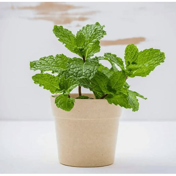 Mint Plant Live for Planting Garden, Fragrant Herb for Indoor Outdoor Growing, Mint Live Plant 7 Inch Height In 3.5 Inch Pot