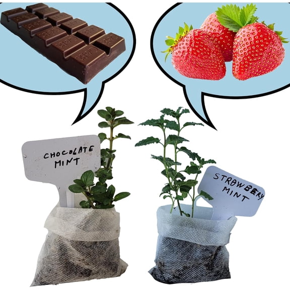 Mint Plants. , Fragrant, , Easy Grow. Edible. Indoor/Outdoor. (Choc+Strawberry Mint Bags)