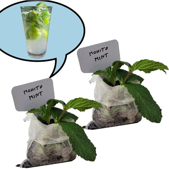Mint Plants. , Fragrant, , Edible. Easy Grow. Indoor/Outdoor. (2 mohito Mint Bags)