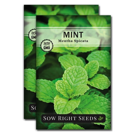 Mint Seeds for Planting - Non GMO Heirloom Varieties for your Indoor or Outdoor Herb Garden - 2 Pack