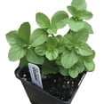 thumbnail image 1 of Mint, Spearmint Plant, (Mentha spicata) 2.5 inch pot, 1 of 6