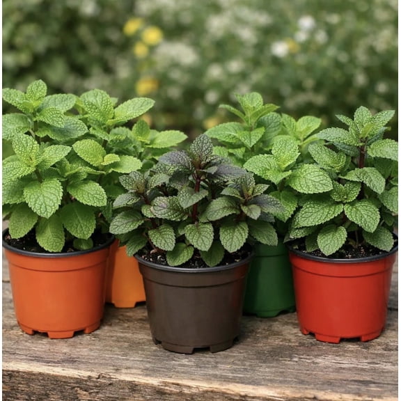 Mint Variety Pack 5 MInts, MOJITO MINT, ORANGE MINT , SPEARMINT, PEPPERMINT and CHOCOLATE MINT LIVE PLANTS