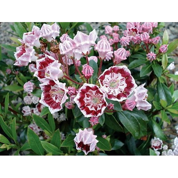 Minuet Dwarf Mountain Laurel - Kalmia - 4" Pot - Very Hardy