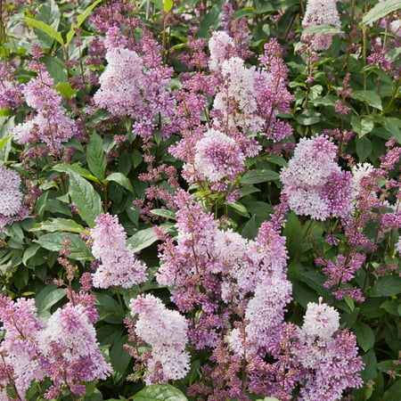Minuet Lilac Flowering Shrub grown in a 2.25 Gallon Pot (1-Pack)