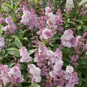 Minuet Lilac Flowering Shrub grown in a 2.25 Gallon Pot 1-Pack
