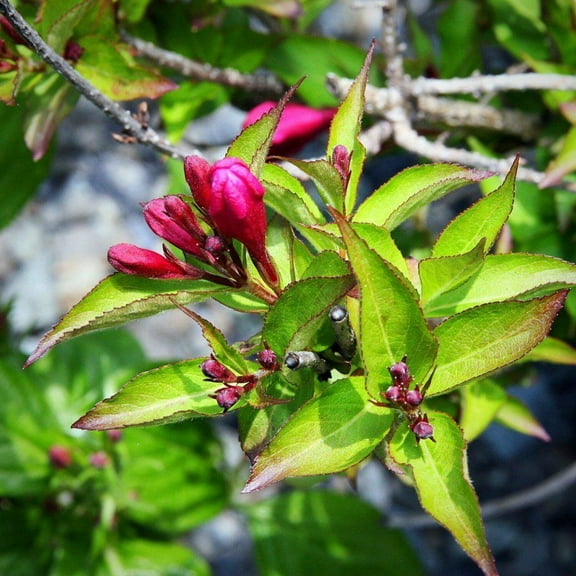 Weigela Minuet - 3 Gallon Pot, Live Deciduous Shrub, Full/Part Sun, Outdoor