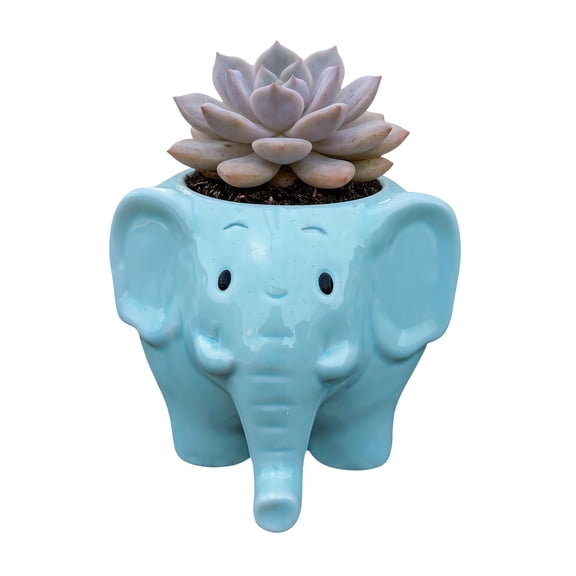 Minzimin Cute Elephant Succulent Planter with Drainage Hole, Ceramic Mini Animal Flower Pot for Desk Decor, Small Cactus Container (No Plants or Soil Included)