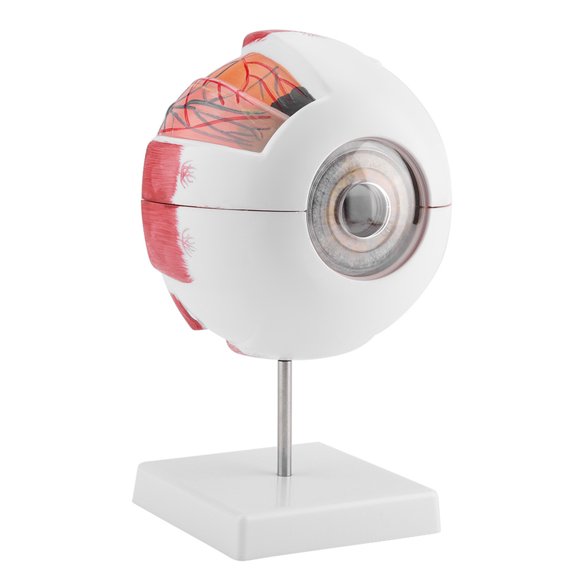 Mioren Eyeball Model 6X Magnification Removable Human Eye Eyeball Model for Anatomy Study Teaching, Consist of three eye wall, refractive layers and vitreum