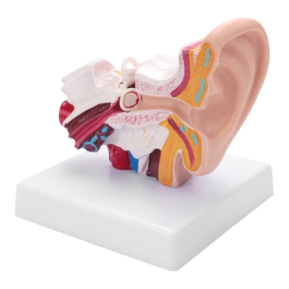 Mioren Human Ear Anatomy Model Human Ear Anatomy Model, Human Ear Model 1.5 Times Enlarged for Learning