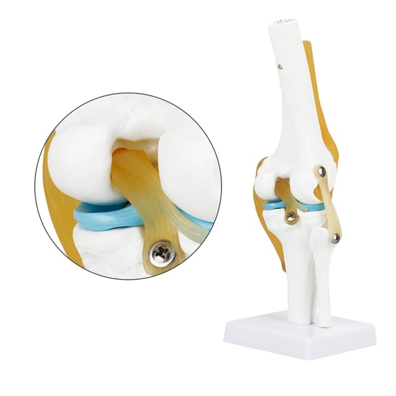 Mioren Knee Joint Model Life Size Human Knee Joint Model, 3D Simulation of Knee Joint, for Anatomy Study,Teaching with Ligament Model, Ideal for Hobbyists