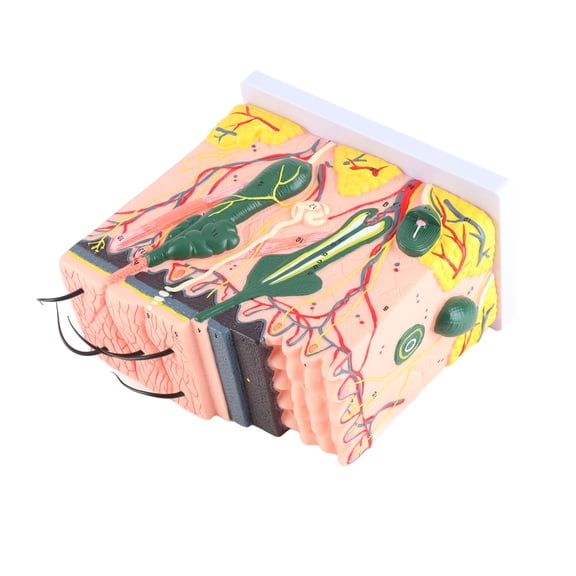 Mioren Skin Magnified Model Human Big Anatomical Skin Magnified Tissue Structure Model, PVC Anatomy Biology Teaching Aid for School Biology for Surgery Teaching for Laboratory Supplies