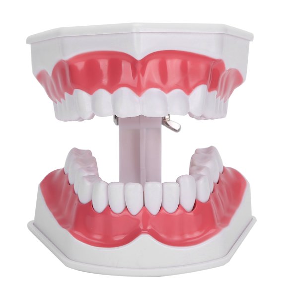 Mioren Teeth Model Teaching Teaching Teeth Model 2X Magnifying Teeth Model Dentist Teaching Training Tool