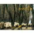 thumbnail image 1 of Pre-Owned Miorita: An Icon of Romanian Culture (Hardcover 9789739432047) by Ernest H Latham Jr, Alexandru Husar, Kiki Skagen Munshi, 1 of 1
