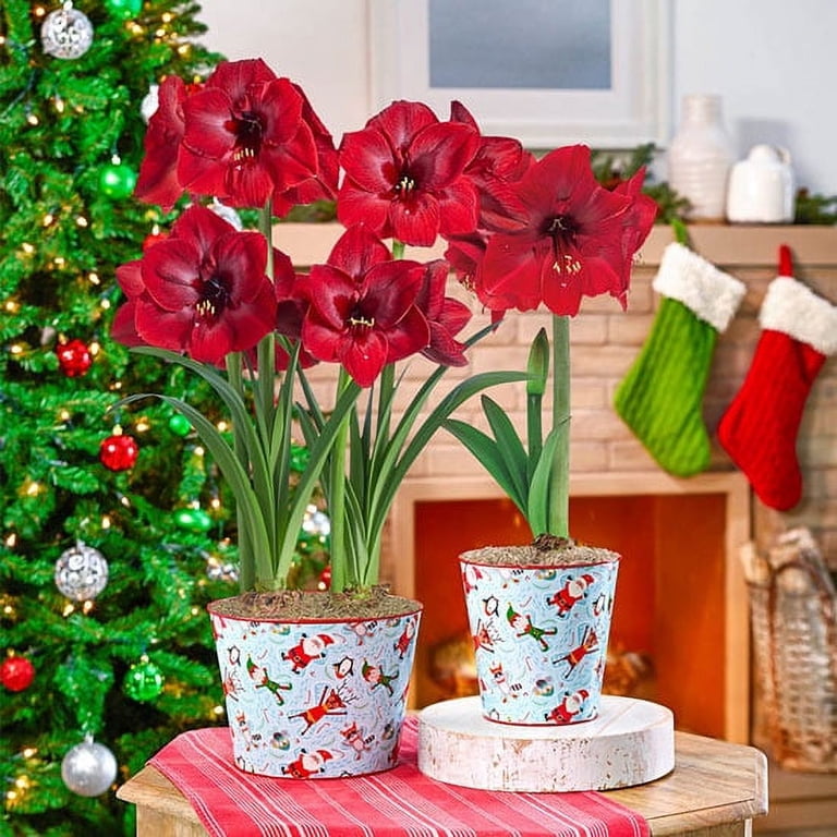 Miracle Amaryllis Single Bulb Holiday Gift Kit in Decorative Pot -  Walmart.com