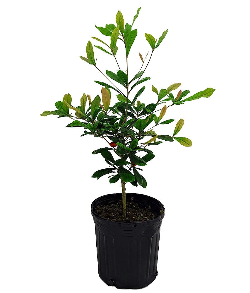 Miracle Fruit Plant Synsepalum dulcificum 6" Pot Fruit Bearing Size