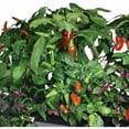 MiracleGro AeroGarden Chili Peppers 7Pod Seed Kit