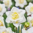thumbnail image 1 of Garden State Bulb Narcissus White Lion Double Daffodil Flower Bulbs, 16/18cm (Bag of 25), 1 of 8