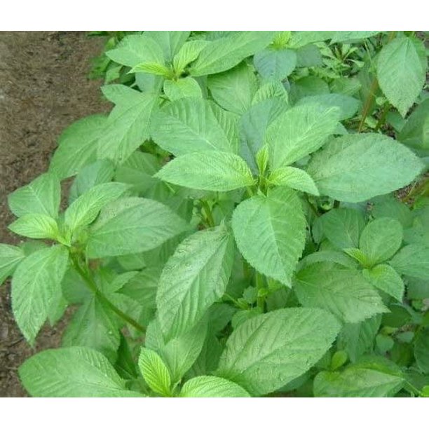 MiracleGro Tree & Shrub Plant Food Spikes, 12 Spikes/Pack, 12 count