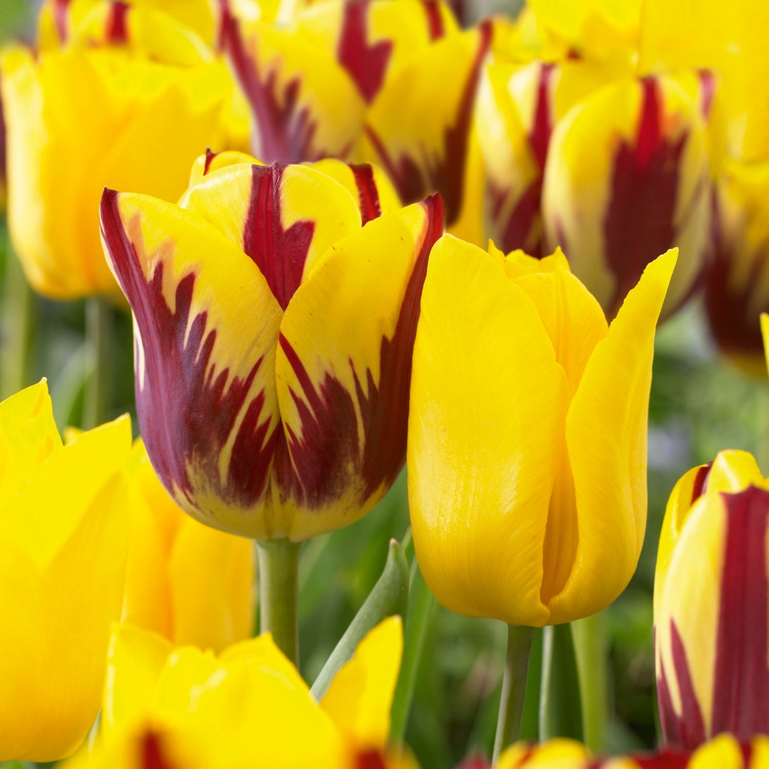 Garden State Bulb Yellow and Maroon Mix Triumph Tulip Flower Bulbs, 12/+ cm (Bag of 250)