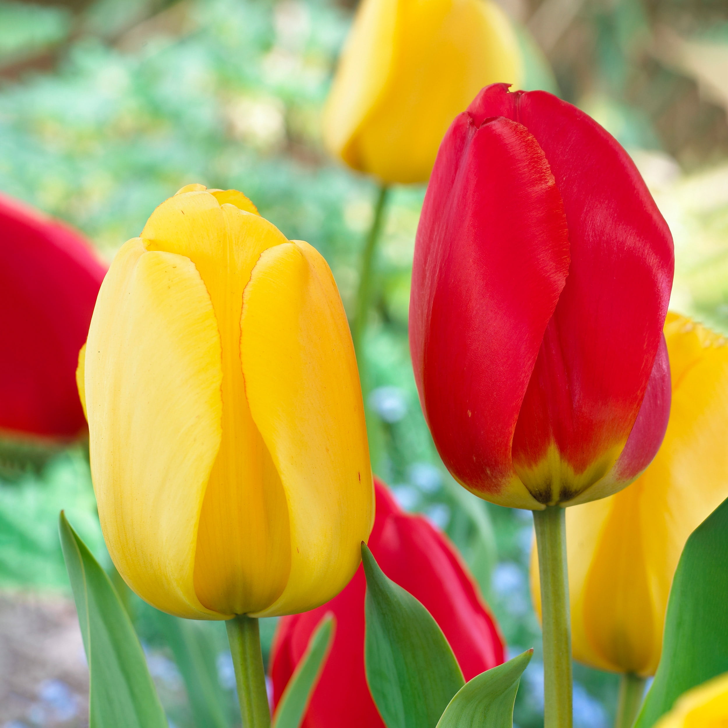 Garden State Bulb Yellow and Red Mix Darwin Hybrid Tulip Flower Bulbs, 12/+ cm (Bag of 25)