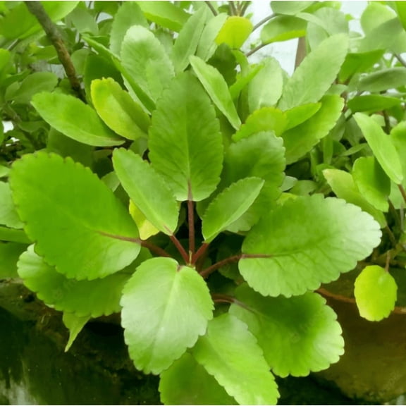 Miracle Leaf Plant Live for Planting, Kalanchoe Pinnata Plant 6 to 8 Inc Tall for Indoor Outdoor in 4" Pot