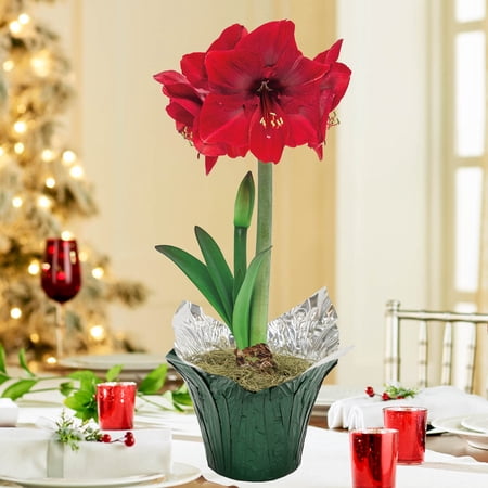 Miracle Red Flowering Amaryllis (Hippaestrum) Bulb Gift Kit, Planted in a Foil Wrapped 6 inch Pot