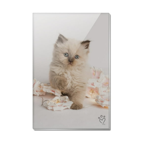 Miradoll Ragdoll Cat Kitten Flowers Rectangle Acrylic Fridge Refrigerator Magnet