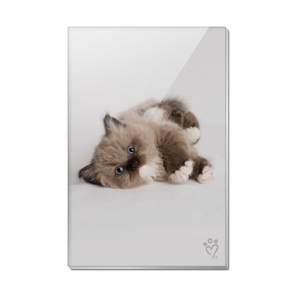 Miradoll Ragdoll Kitten Cat Brown Lazy Rectangle Acrylic Fridge Refrigerator Magnet