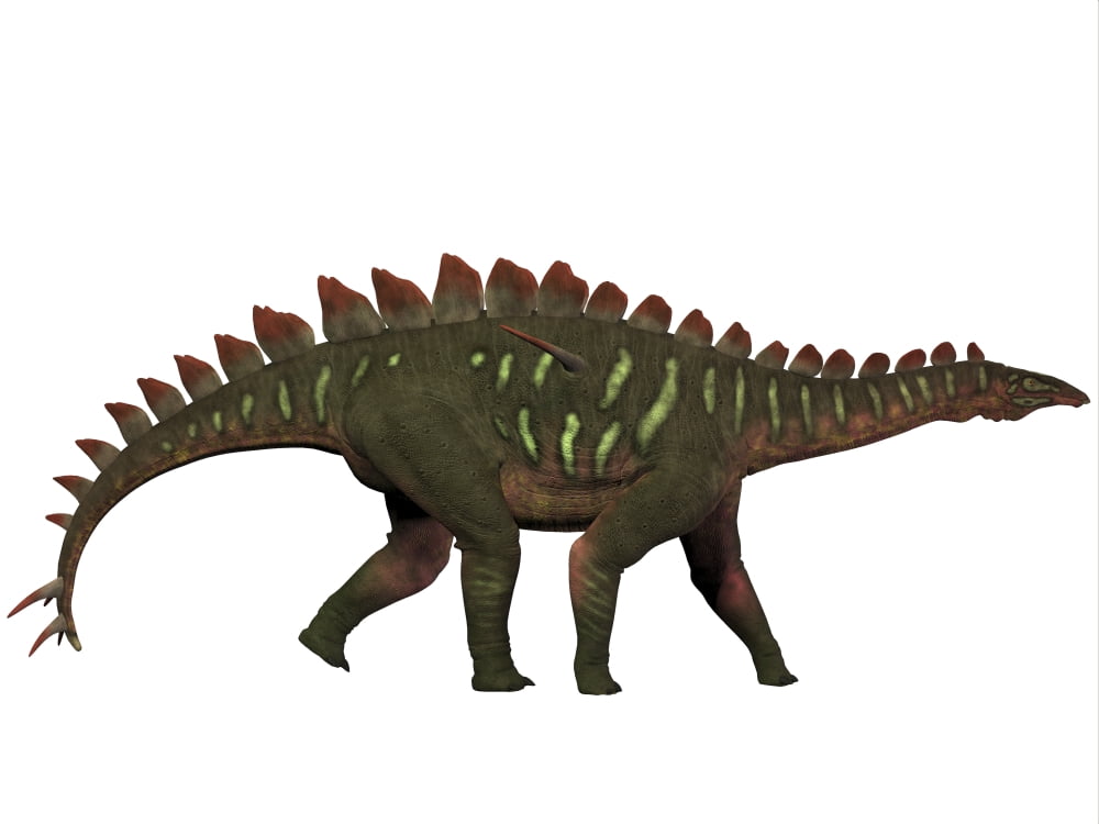 Miragaia is a genus of stegosaurid dinosaur Canvas Art - Corey FordStocktrek Images (33 x 25)
