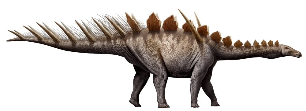 Miragaia longicollum a stegosaurid of the Jurassic period Canvas Art - Mohamad HaghaniStocktrek Images (47 x 18)