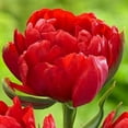 thumbnail image 1 of Miranda Double Late Tulip - 7 Bulbs - 12/+cm Bulbs - Cardinal Red, 1 of 4