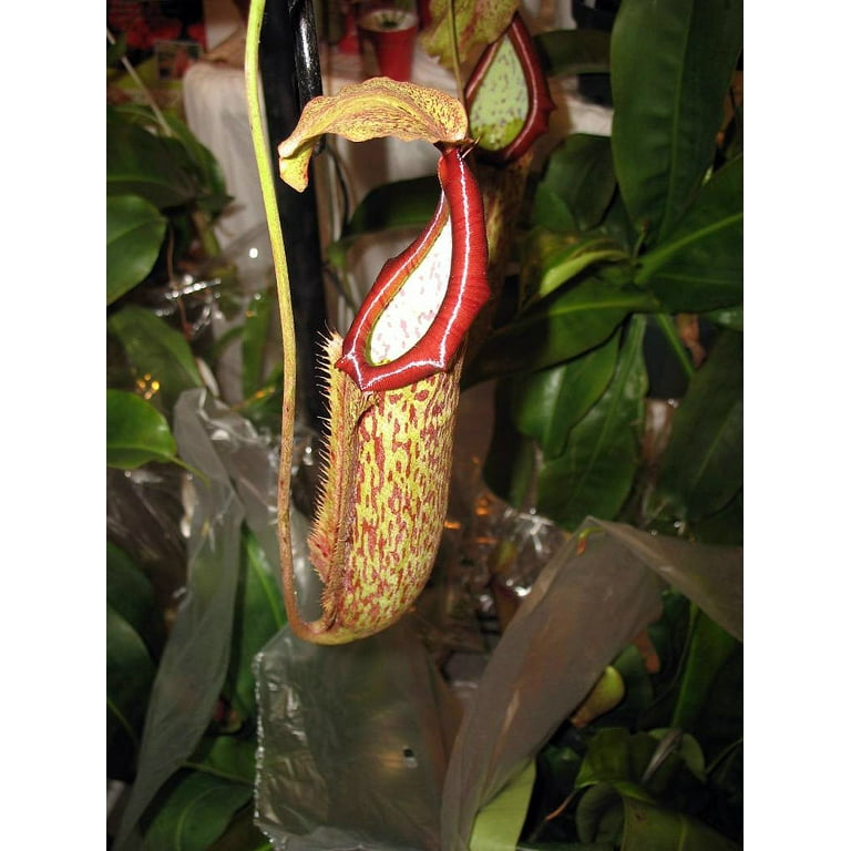 Insect Eating Plants Are Called corona.dothome.co.kr