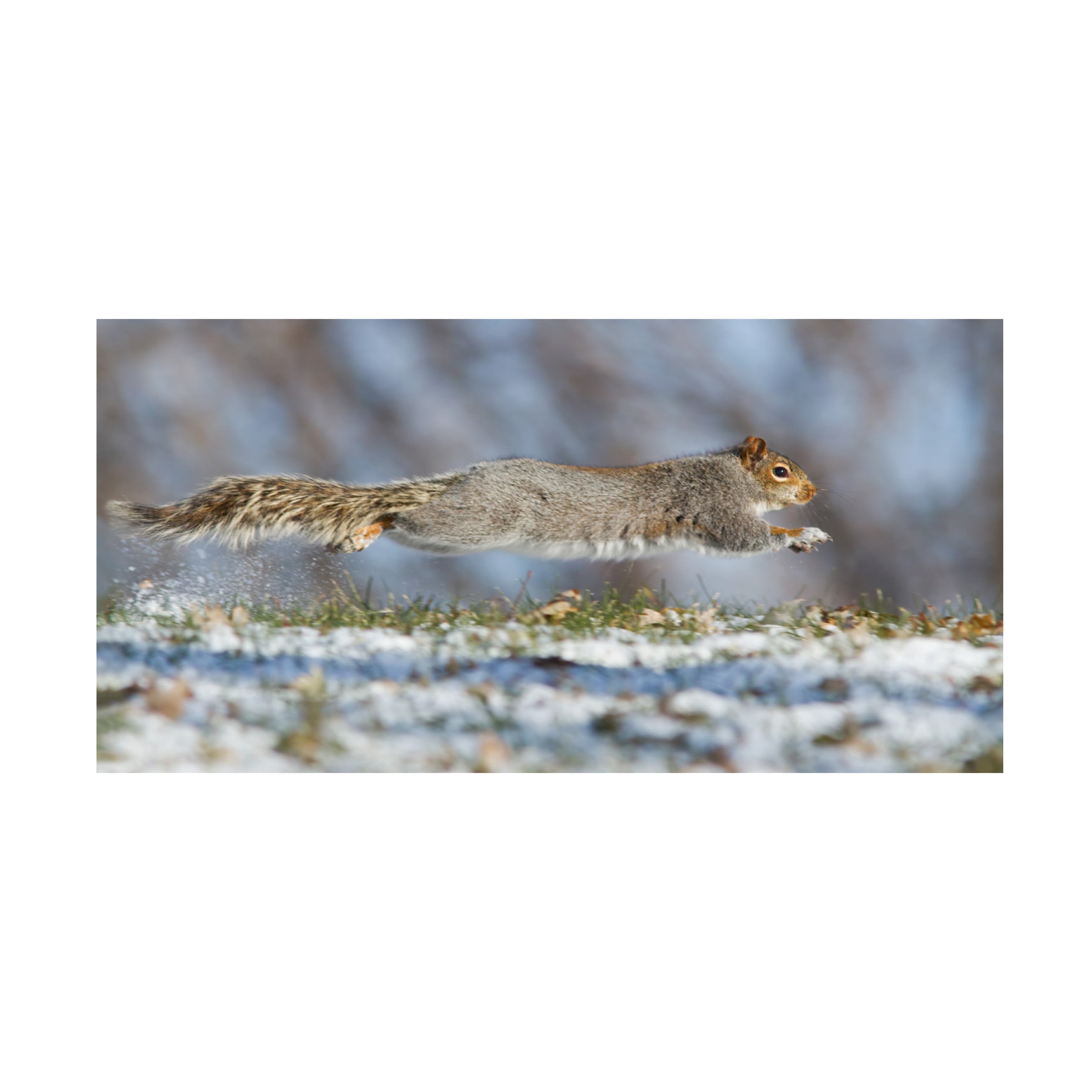 Mircea Costina 'High Speed Squirrel' Canvas Art