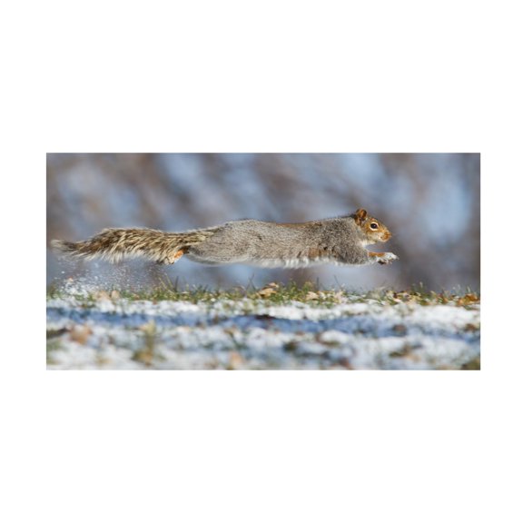 Mircea Costina 'High Speed Squirrel' Canvas Art