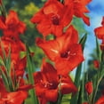 thumbnail image 1 of Mirella Hardy Mini Gladiolus Flower Bulbs - 10 Bulbs per Pack - Attracts Butterflies and Hummingbirds - Deer Resistant - Good as Cut Flowers - Grows Well In Containers - Perennializing - Live Garden, 1 of 6