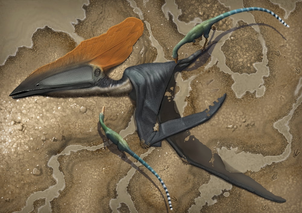 Mirischia scavengers pick away at the body of a dead Thalassodromeus sethi Canvas Art - Sergey KrasovskiyStocktrek Images (34 x 24)