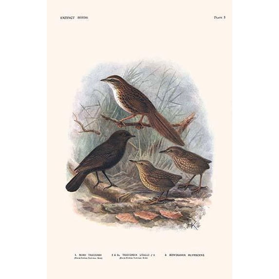 Miro Traversi, Traversia Lyalli, Bowdleria Rufescens Poster Print by Lionel Walter Rothschild (24 x 36)