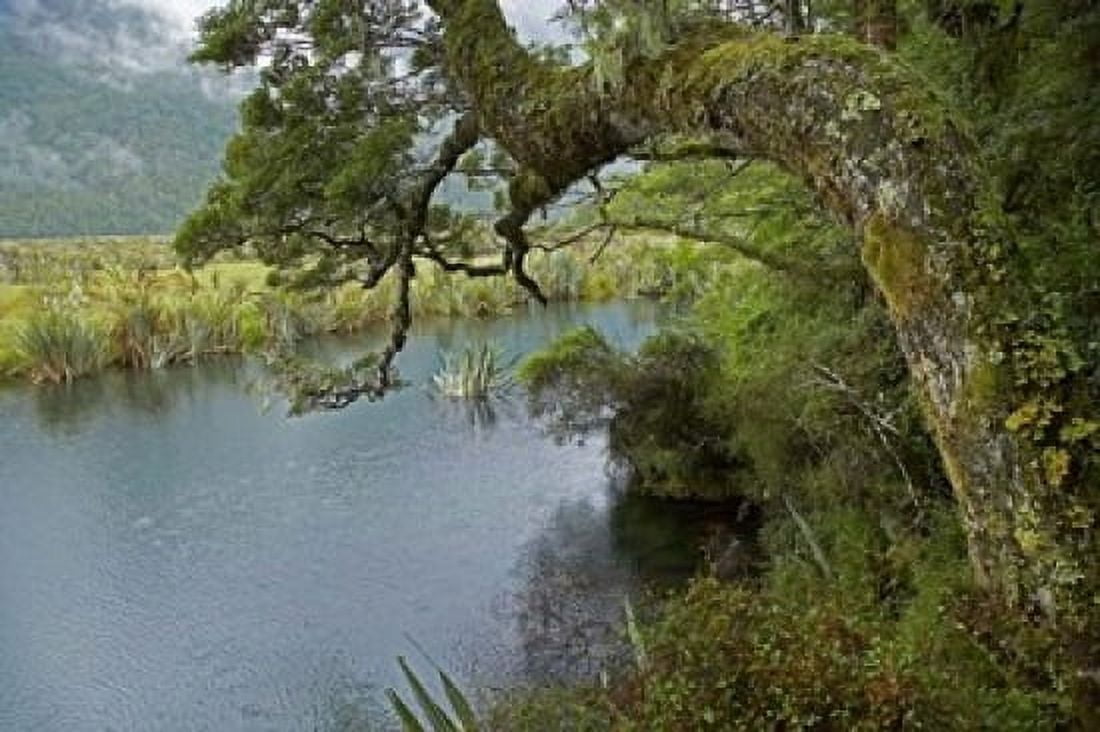 Mirror Lakes Milford Road Fiordland South Island New Zealand Canvas Art - David Wall DanitaDelimont (34 x 23)