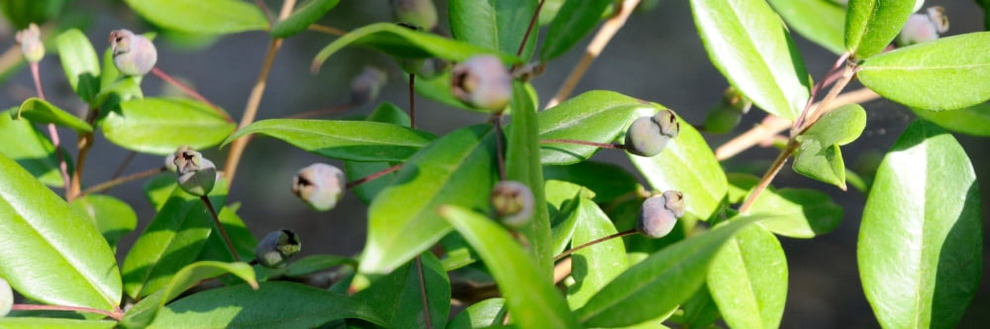 Mirto berries growing on a plant Dorgali Nuoro Sardinia Italy Canvas Art - Panoramic Images (27 x 9)