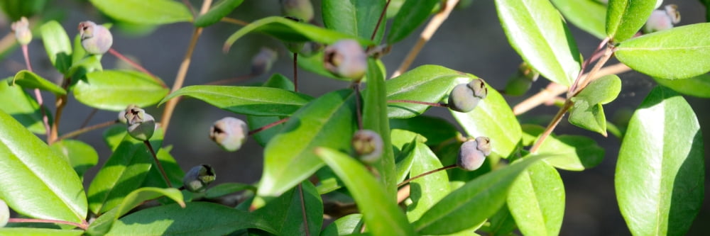 Mirto berries growing on a plant Dorgali Nuoro Sardinia Italy Canvas Art - Panoramic Images (36 x 12)