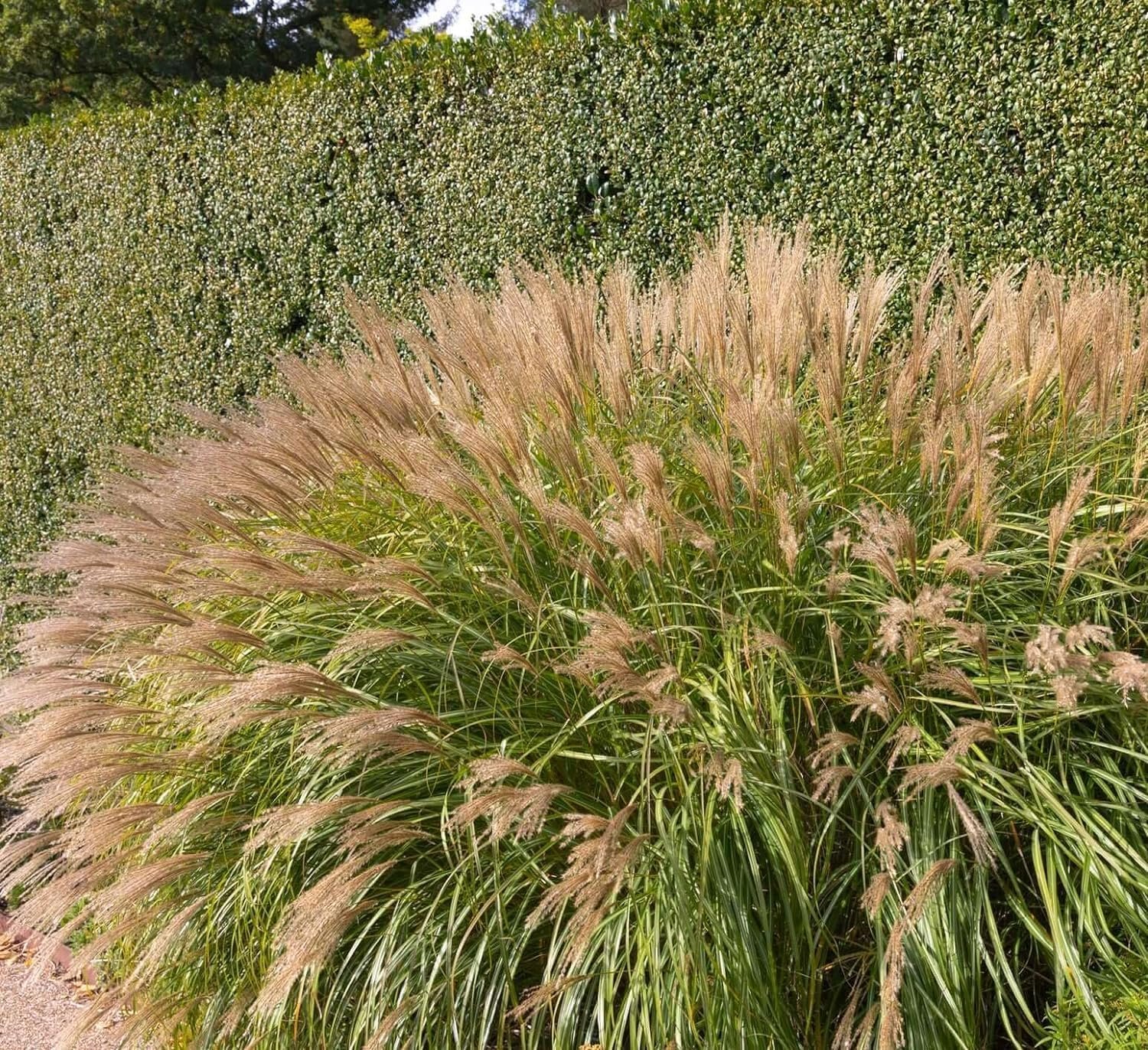 Miscanthus Adagio Grass 2 Extra Large 3 Gallon Plants Miscanthus sinensis 'Adagio' Elegant