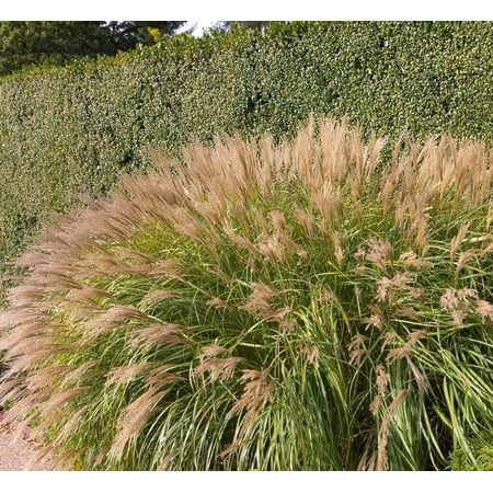 Miscanthus Adagio Grass 3 Extra Large 3 Gallon Plants Miscanthus sinensis 'Adagio' Elegant Ornamental Garden Accent