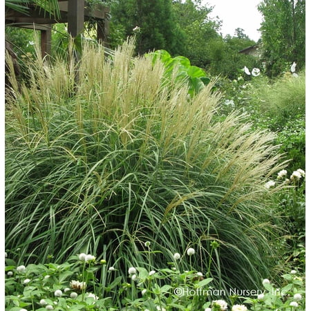 Miscanthus Adagio Ornamental Grass Live Plant 12-18" in Height in a #3 Container