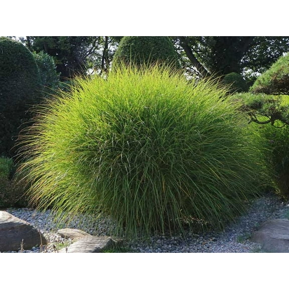 Miscanthus 'Gracillimus' -Ornamental Beach Grass- Live Starter Plant