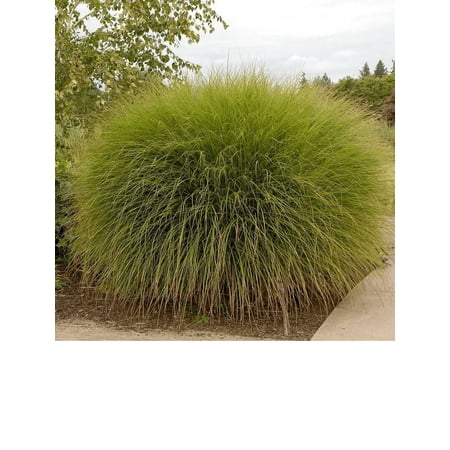 Miscanthus Gracillius Ornamental Grass Live Plant 12-18" in Height in a #3 Container