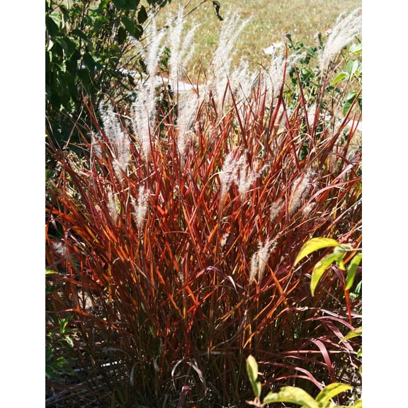 Miscanthus Purpurascens - Flame Grass - 3 bareroot plants