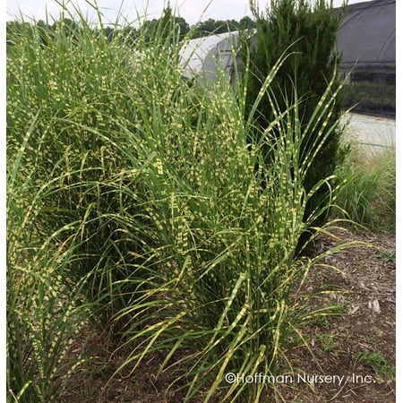 Miscanthus Zebrinius Ornamental Grass Live Plant 12-18" in Height in #3 Container