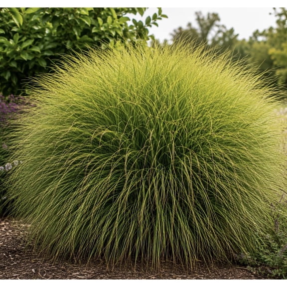 Miscanthus sinensis Gracillimus Starter Plugs for Planting Maiden Grass Live Plants Tall Ornamental Grass for Landscaping, Privacy & Borders, 2 Plants