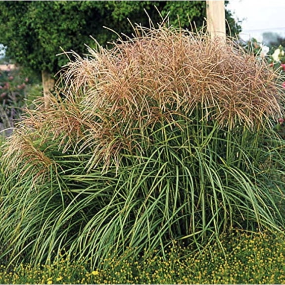 Miscanthus sinensis Huron Sunrise Starter Plugs for Planting Live Ornamental Maiden Grass Plants Tall Flowering Grass for Landscaping, Borders & Privacy, 2 Plants